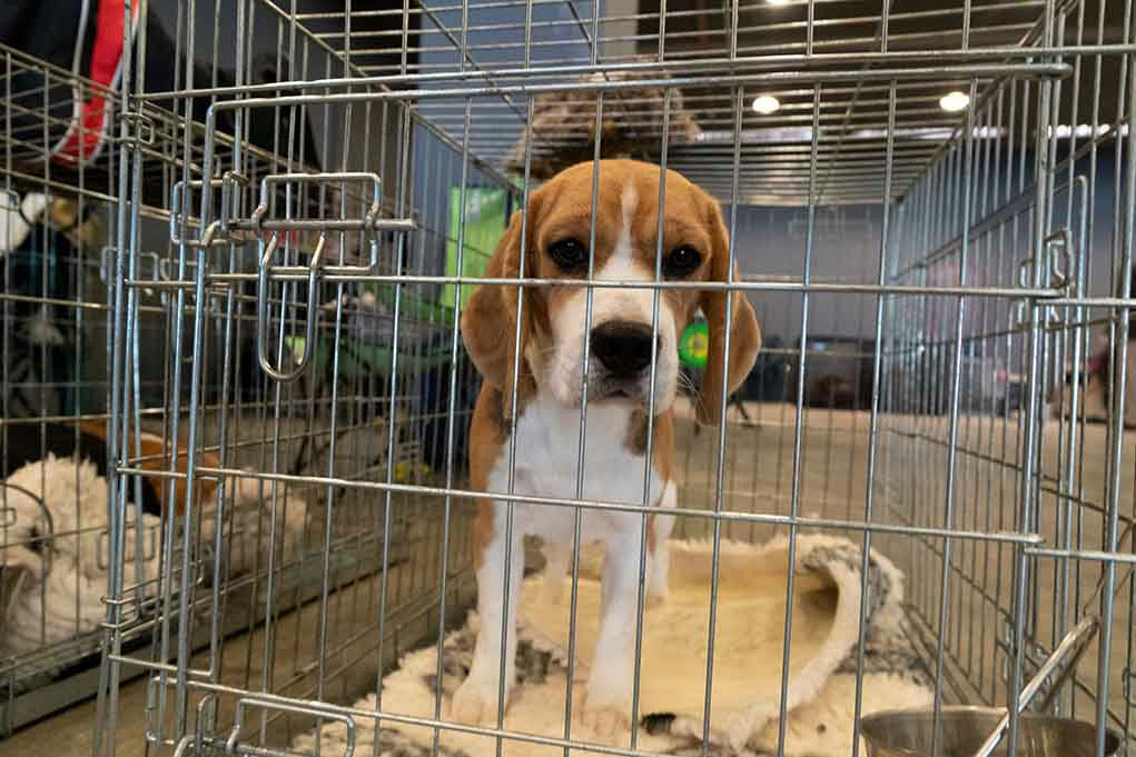 Beagle puppy standing inside a metal crate.