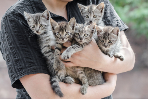 Person holding five grey tabby kittens.