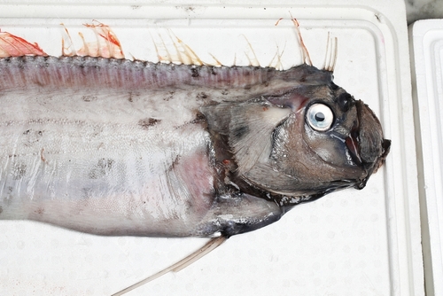 Close-up of a fish head with distinctive features on a white surface