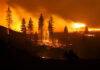 A forest engulfed in flames during a wildfire at night